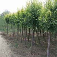 金葉榆籬，供應金葉榆，15公分金葉榆價格