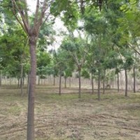 欒樹_欒樹價格_欒樹多少錢_欒樹圖片