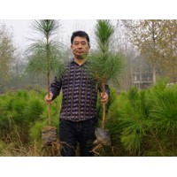云南50-80公分濕地松苗供應-希望苗圃基地直發