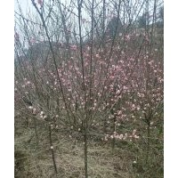 紅梅，茶花，大葉冬青，羅漢松，玉蘭，等