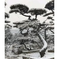 常年供應造型油松，造型黑松，平頂松，行道樹