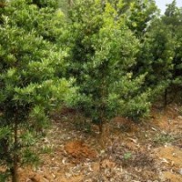 地苗羅漢松（8年生頭徑5-8cm ）、菩提榕
