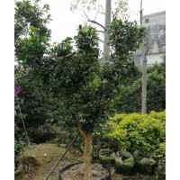供應綠化花木