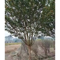 供應精品紅楓海棠桂花紅梅櫻花雞爪槭無患子羽毛楓