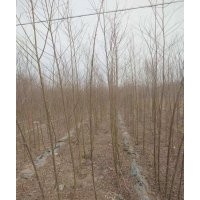 河北凱達苗木垂柳批發了