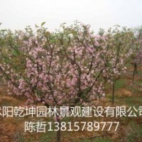 供應：赤楓、垂絲海棠、赤楓苗