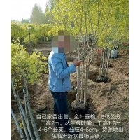 金葉垂榆、叢生金葉榆