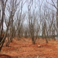 20公分樸樹.那里有提供全冠嫁植樸樹40公分價格