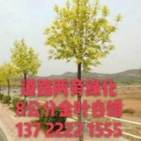 五角楓基地，國槐價格，金葉白蠟報價，河北紅楓