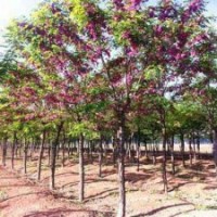 供紅花槐，刺槐，雪松，河南檜，云杉，白皮松