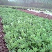 基地供應40公分的大葉黃楊小苗，大量貨源