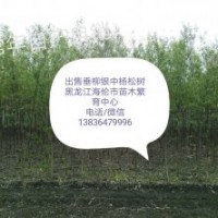 出售綠化苗垂柳銀中楊小X黑苗穗,云杉，樟子松旱快柳