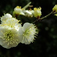 基地9公分綠梅樹的報價是380元，保質保量