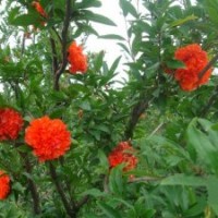 產(chǎn)地7公分花石榴的價(jià)格是275元