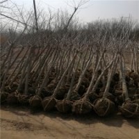10公分大丁香樹批發價格是380元，江蘇貨源