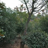 供深山含笑無患子欒樹沙樸茶梅茶花出售
