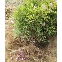 中天四季重瓣紅玫瑰火熱銷售中，基地直供質優(yōu)價廉