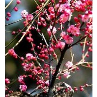 供應大規格紅梅及紅梅梅樁5到25公分