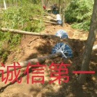 我基地常年大量供應：河北垂柳 河北速生柳 河北白榆 河北金葉榆