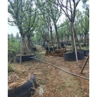 供應大小苗：香樟地苗，香樟容器苗10-30公分,供應樸樹地苗和移栽
