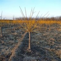 金枝槐產地，金枝槐廠家，20公分金枝槐價格