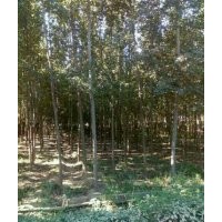 供應107速生楊