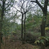 供應精品沙樸與雞爪槭紅楓海棠桂花櫻花羽毛楓