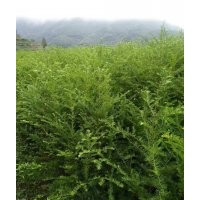 青楓，雞爪槭，垂絲海棠，櫻花，紅梅，茶花，大葉冬青