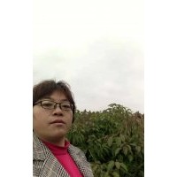 江西南昌苗圃自銷(xiāo)小葉香樟當(dāng)年小苗