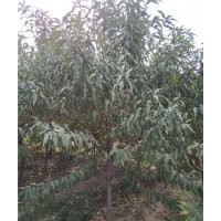 A級山桃基地 A級山桃批發商