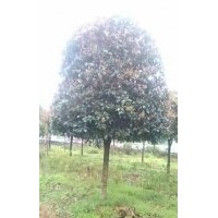 桂花樹