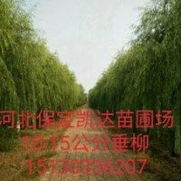 河北保定凱達(dá)苗木基地大喬木青皮柳批發(fā)了金葉榆價格低