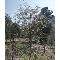 供應精品紅楓海棠桂花紅梅櫻花雞爪槭羽毛楓櫻花