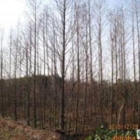 精品10公分水杉價(jià)格南京水杉基地