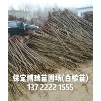 白榆價格，河北長枝榆，榆樹基地