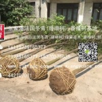 長期供應1-12公分香櫞樹苗、香櫞批發、香櫞價格