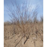供1-8公分，紅葉石楠，臘梅，海棠，丁香，高桿衛矛球
