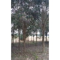 大量供應各種規(guī)格大葉女貞女貞批發(fā)價格