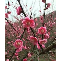 供應紅梅，各種規格紅梅，花型好