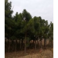 安徽合肥供油松、黑松、濕地松