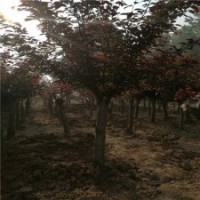 10公分美人梅樹的批發價是330元，保證質量