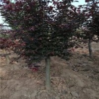 7公分美人梅基地，大量現貨，批發價120元