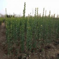 產銷兩旺的北海道黃楊苗，江蘇1.5米價格是5元