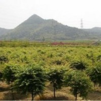 供應(yīng)雞爪槭3公分到24公分紅楓3到20公分