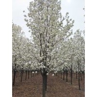 地徑9公分彩葉豆梨青島國創園林精品彩葉豆梨1-15公分彩葉豆