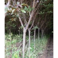 紫葉李3至8個的,西服海堂，4至8的,紅葉李5至7的