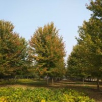 米徑15公分美國紅楓秋火焰精品美國紅楓銀紅槭秋火焰國創園林