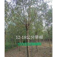 15公分旱柳價格