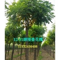 10公分嫁接香花槐價格多少15132430408