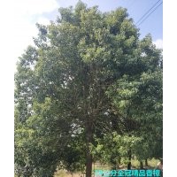 欒樹銷售 5-30公分各種規格